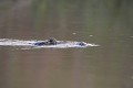  caiman,yacare,pantanal,bresil. 