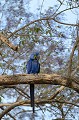 (Anodorhynchus hyacinthinus) Ce magnifique oiseau, au plumage bleu-cobalt, est menacé de disparition. En quelques années, la population mondiale est passée de 100 000 à 3000 individus. Les causes de ce déclin : la dégradation de son habitat, la capture et la commercialisation de cet oiseau considéré comme un très agréable animal de compagnie... ara,hyacinthe,pantanal,bresil. 