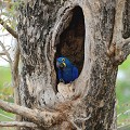 (Anodorhynchus hyacinthinus) L'Ara hyacinthe vit dans les zones boisées, dominées par les palmiers. Il installe son nid dans les arbres creux... ara,hyacinthe,pantanal,bresil. 