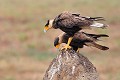 (Polyborus plancus) Cet oiseau appelé aussi Caracara à crête est un rapace très présent dans toute l'Amérique du Sud. Il se nourrit de charognes, mais sait se montrer audacieux et opportuniste en pillant les nids, s'attaquant aux crabes, serpents, lézards, aigrettes... Il est aussi friand de la coprah des noix de coco... La période de reproduction se situe au printemps et en été. La femelle pond 2 à 3 œufs, l'incubation dure un mois. caracara,huppe,pantanal,bresil. 