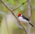 (Paroaria capitata) Il est aussi appelé ""Cardinal à bec jaune". Il fréquente les marais, bordés d'arbres et d'arbustes. Il se nourrit de fruits, graines, jeunes pousses mais aussi d'insectes. La saison de reproduction va de septembre à mars. La femelle pond de 3 à 4 œufs. La couvée dure 12 jours, les petits commencent à voler 12 jours après leur naissance... L'espèce est braconnée (l'oiseau est mis en cage) mais n'est pas en danger... cardinal,bec,jaune,pantanal,bresil. 