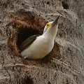 (Melanerpes de candidus) On rencontre le Pic blanc dans les marais boisés du Pantanal. Il se nourrit d'insectes, de larves, de graines, de fruits et de miel. A l'aide de son bec, il chasse les insectes, sous l'écorce des arbres. Il dévore aussi les abeilles irapua qui causent de graves dégâts dans la production d'agrumes... pic,blanc,pantanal,bresil. 