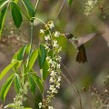 (Amazilla fimbriata) L'Ariane de Linné fréquente les forêts secondaires et broussailleuses, se nourrit du nectar des fleurs. Son vol stationnaire est très impressionnant. Le Colibri peut effectuer de 10 à 200 battements d'ailes à la seconde !!! Cette espèce produit deux couvées par an. La femelle dépose deux œufs. L'incubation dure deux semaines, les oisillons quittent le nid au terme de trois semaines... colibri,ariane,linne,pantanal,bresil. 