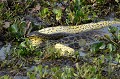 Observation de deux Anacondas (le mâle de couleur sombre) et (la femelle de couleur jaune) entrain de s'accoupler... La femelle qui est plus grosse que le mâle attire les partenaires en émettant des phéromones. Une sorte de ballet nuptial se déroule sous l'eau. Les femelles peuvent avoir jusqu'à 12 partenaires !!! La portée peut compter jusqu'à 50 petits. Dès la naissance, les serpenteaux sont livrés à eux-mêmes. Peu survivent, dévorés par les oiseaux, les caïmans, les piranhas...Les anacondas sont des serpents aquatiques constricteurs non venimeux. Cependant, ils ont des dents et des mâchoires puissantes qu'ils utilisent pour agripper leur proie, l'entraînant sous l'eau pour la noyer. anacondas,accouplement,pantanal,bresil. 