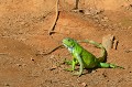 L'Iguane vert, appelé aussi Iguane commun, est un gros lézard arboricole et herbivore qui peut atteindre 2 mètres de longueur à l'âge adulte. Les iguanes femelles sont plus gros que les mâles. Les iguanes passent la plupart de leur temps à paresser sur une branche d'arbre. Ils consomment des insectes et des araignées lorsqu'ils sont jeunes puis en grandissant des feuilles et des plantes... Les femelles pondent entre 20 et 70 œufs par an... Cette espèce n'est pas menacée au Brésil, mais dans certains pays comme le Mexique, l'Iguane vert est capturé pour devenir animal de compagnie !!! iguane,vert,pantanal,bresil. 