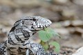 (Tupinambis merianae) Ce reptile appelé aussi "Tégu d'Argentine" est un gros lézard qui peut atteindre une longueur de 140 cm et peser 10 kg. Il est omnivore, se nourrissant de rongeurs, insectes, feuillage, fourrage... Il a une espérance de vie de 15 ans. Un mois après l'accouplement, la femelle pond de 25 à 50 œufs... tegu,noir,blanc,pantanal,bresil. 