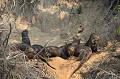 (Pteronura brasiliensis) La Loutre géante fait partie des grands prédateurs d'Amérique du Sud, au même titre que le Jaguar, l'Anaconda, le Caîman, le Puma et l'Aigle féroce. L'espèce est en danger, car massacrée par l'homme depuis des années, pour sa précieuse fourrure !!! l loutres,geantes,pantanal,bresil. 