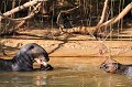 (Pteronura brasiliensis) Le bébé Loutre observe avec avidité l'adulte dévorer son poisson. Il n'aura pas sa part du festin. Le petit est sevré et doit désormais apprendre à pêcher et chasser seul... loutres,geantes,pantanal,bresil. 