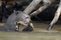  loutre,geante,pantanal,bresil. 