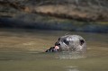 (Pteronura brasiliensis) La Loutre géante est un mammifère piscivore se nourrissant principalement de poissons, notamment de piranhas. Elle pêche pendant la journée, le long des rives. Lorsque la pêche est insuffisante, elle chasse les serpents et petits caïmans... loutre,geante,pantanal,bresil. 