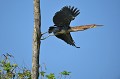  onore,raye,immature,pantanal. 
