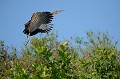  onore,raye,immature,pantanal,bresil. 