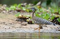 (Eurypyga helias) Ce bel oiseau se rencontre dans les forêts humides et au bord des ruisseaux et des rivières. Il ressemble à un petit héron, se nourrit de larves d'insectes, d'araignées, de grenouilles, de petits crabes, d'écrevisses et petits poissons. La reproduction intervient au printemps. La femelle pond deux œufs... caurale,soleil,pantanal,bresil. 