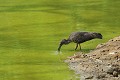 (Theristicus caerulescens) Il vit dans les espaces ouverts, fréquentant les zones humides (rizières, étangs et marais). Il se nourrit d'insectes, escargots d'eau et autres mollusques aquatiques. Il sonde la vase grâce à son long bec recourbé et adapté pour atteindre des proies dans l'eau et la boue. La femelle dépose 2 à 3 œufs, l'incubation assurée par les deux parents dure un mois. L'espèce n'est pas menacée. ibis,plombe,pantanal,bresil. 