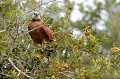 (Busarellus nigricollis) Présent dans les zones humides, ce rapace chasse à l'affût, guettant ses proies à partir d'un perchoir bas. Il se nourrit de poissons, d'escargots et d'insectes aquatiques. Il capture aussi des lézards et des rongeurs. C'est un oiseau sédentaire. Son mode de reproduction est peu connu. On sait que la femelle dépose un ou deux œufs... buse,tete,blanche,pantanal,bresil. 