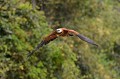 (Busarellus nigricollis) La Buse à tête blanche a un vol très élégant. L'envergure peut atteindre 143 cm... buse,tete,blanche,pantanal,bresil. 