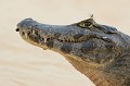  caiman,pantanal,bresil. 
