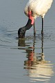 (Jabiru mycteria) Le Jabiru d'Amérique est un grand échassier qui appartient à la famille des Cigognes. Il mesure de 115 à 130 cm et son envergure est de 260 cm. Il vit en colonies dans les zones marécageuses. C'est un oiseau monogame et le couple est formé pour la vie. Son alimentation est principalement constituée de poissons, d'amphibiens et de mollusques. Il lui arrive de manger des petits mammifères et des charognes fraîches. jabiru,amerique,pantanal,bresil. 