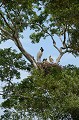 (Jabiru mycteria) Le Jabiru d'Amérique construit avec des brindilles et des branches son nid en haut des grands arbres, sous forme d'une grande plate-forme. Le mâle apporte les matériaux, la femelle les dispose. Le nid servira plusieurs années. La nidification a lieu d'août à octobre. La femelle dépose de 2 à 4 œufs, qui sont incubés par le couple à tour de rôle pendant un mois. Les poussins sont nourris par les parents, par régurgitation, pendant deux mois. Puis ils prennent leur envol, mais restent dans le groupe familial... jabiru,amerique,pantanal,bresil. 