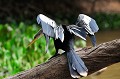 (Anhinga anhinga) anhinga,amerique,pantanal,bresil. 