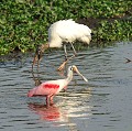 (Platalea ajaja) La Spatule rosée vit dans la mangrove, et se nourrit de poissons, amphibiens et autres insectes aquatiques. Elle niche dans les arbres où elle a des couvées de 2 à 5 œufs...
(Mycteria americana) La Cigogne en bois est un grand échassier qui habite les zones humides et se nourrit de poissons. Elle niche dans les arbres où elle a des couvées de 3 à 5 œufs... spatule,rosee,cigogne,bois,pantanal,bresil. 