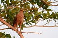 (Buteogallus meridionalis) Ce grand rapace vit dans la savane ouverte et aux bords des marais. Il se nourrit de petits mammifères, de lézards, de serpents, de crabes et de grands insectes. Le nid, confectionné de bâtons alignés avec de l'herbe est construit dans un palmier. La femelle pond un seul œuf. Le petit s'envole au bout de 50 jours... buse,roussatre,pantanal,bresil. 