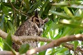 (Bubo virginianus) C'est le plus grand des rapaces nocturnes d'Amérique. Oiseau sédentaire, il niche dans d'anciens nids, dans des trous d'arbres et des corniches de falaise. C'est un excellent chasseur, qui se nourrit de petits mammifères, d'insectes, de reptiles, d'amphibiens et des oiseaux. L'espèce serait en régression grand,duc,amerique,pantanal,bresil. 