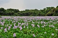  jacinthe,eau,pantanal,bresil. 