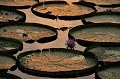 (Victoria cruziana) Cette plante tropicale peut atteindre 3 mètres de diamètre... nénuphars,geants,pantanal,bresil. 