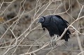 (Coragyps atratus) Le Vautour moine, connu aussi sous le nom de "Urubu noir" est un charognard. Son cycle de reproduction : la femelle pond de 1 à 3 œufs. Ceux-ci sont incubés par les deux parents. Les jeunes restent au nid deux mois et commencent à voler 75 jours après leur naissance... vautour,moine,pantanal,bresil. 