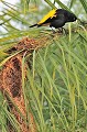 (Cacicus ACDE) Ce joli passereau grégaire vit dans les zones arborées ouvertes. Il se nourrit de grands insectes et de fruits. Il construit des nids en forme de sacs ( de 30 à 45 cm de hauteur)... cacique,croupion,jaune,pantanal,bresil. 
