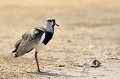 (Vanellus chilensis) Cet oiseau, typique d'Amérique du Sud vit dans les zones humides, sur les berges des fleuves et des lacs. Il possède sous les ailes des ergots, utilisés pour intimider ou combattre des oiseaux de proie. Le Vanneau téro est agressif et querelleur. Il se nourrit de petits poissons et d'invertébrés, d'arthropodes et de mollusques terrestres... vanneau,tero,pantanal,bresil. 