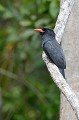(Monasa nigrifons) Habitant des zones humides, cet oiseau se distingue par sa façon de chasse. Il capture ses proies dans les airs : papillons et termites ailés... Mais il se nourrit aussi d'arthropodes et petits lézards. La femelle pond 3 œufs. L'espèce n'est pas menacée. barbacou,unicolore,pantanal,bresil. 
