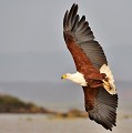 (Haliaeetus vocifer) On rencontre le Pygargue vocifère aux abords des lacs, des fleuves, des marais et des côtes. Il fréquente les grands arbres d'où il peut observer son territoire de chasse. Il se nourrit essentiellement de poissons (tilapies et poissons-chats) mais ne dédaigne pas les rongeurs et les oiseaux, tels les foulques, les canards, les ibis... Il peut poursuivre d'autres rapaces et tenter, souvent avec succès, de se saisir de leur butin... pygargue,vocifere,baringo,kenya. 