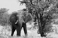 Namibie - septembre 2007 - elephant,namibie. 