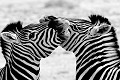 Namibie - septembre 2007 - zebres,namibie. 