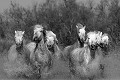 Camargue France - mars 2007 - chevaux,camargue,france. 