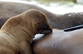La période propice à la fécondation dure de 3 à 4 semaines. Les femelles s'accouplent avec le mâle le plus vigoureux de la colonie. C'est le plus souvent le mâle dominant. La période de gestation dure près de 12 mois. Les mères n'ont qu'un seul petit par an. Cette scène d'allaitement a été observée dans l'île de Genovesa. otarie,galapagos,equateur. 