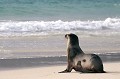 La mer est le lieu de baignade, de jeux et bien sûr de pêche pour s'alimenter. Les otaries plongent en moyenne entre 30 et 50 mètres de profondeur. La durée d'apnée ne dépasse pas 10 minutes. Elles se nourrissent de poissons et de calmars. otarie,galapagos,equateur. 