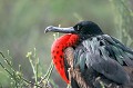 (Fregata magnificens) Pendant la période de reproduction, les mâles cherchent à séduire les femelles en gonflant leur poche gulaire rouge vif, en faisant frémir leurs ailes étendues et en poussant des gazouillis... Quand les femelles les survolent, elles se posent et paradent avec plusieurs mâles, jusqu'à choisir le partenaire idéal... fregate,galapagos,equateur. 