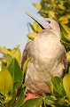 (Sula granti) C'est dans l'île de Genovesa que l'on peut le mieux observer le Fou à pattes rouges. On dénombre 140 000 couples sur les 200 000 recensés dans l'archipel.
Cet oiseau est paré d'un long bec bleu et rose qui lui confére beaucoup d'allure.
Excellent pêcheur, il part au large, souvent pour la journée, pour trouver du poisson et il n'a pas son pareil pour capturer des poissons volants... Il est capable de plonger en piqué jusqu'à 20 mètres. fou,pattes,rouges,galapagos,equateur. 