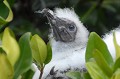 (Sula granti) Ce petit, resté au nid, attend impatiemment le retour de ses parents partis pêcher au large. Ces derniers lui régurgiteront la nourriture dont il a besoin pour grandir... fou,pattes,rouges,galapagos,equateur. 