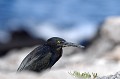 (Butoroïdes sundevalli) Le Héron des laves niche en solitaire dans les mangroves. Il se nourrit de poissons, crabes et lézards... heron,laves,galapagos,equateur. 