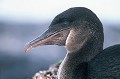 (Phalacrocorax harrisi) Le Cormoran aptère illustre parfaitement la théorie de l'évolution de Charles Darwin. Cet oiseau ne vole plus. Ses ailes atrophiées sont utilisées comme balancier quand il marche ou sautille. Ses pattes massives munies de palmes et son corps musclé en font un excellent nageur. cormoran,aptere,galapagos,equateur. 