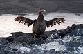 (Phalacrocorax harrisi) Retour de pêche, le Cormoran sèche ses plumes. Il se repose ou niche sur des corniches rocheuses, à proximité du rivage où il n'y a pas de prédateur. Il se nourrit de poissons, calmars et crustacés. Le mâle et la femelle participent ensemble à l'éducation des petits. Cette espèce est en voie d'extinction. cormoran,aptere,galapagos,equateur. 