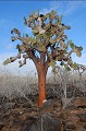 Sur toutes les îles, les paysages relèvent du registre de l'étrange. Certaines sont recouvertes en partie de forêts de cactus opuntia. arbre,cactus,galapagos,equateur. 