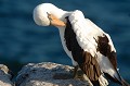 (Sula dactylatra) On estime à 50 000 environ le nombre de couples de fous masqués répartis dans l'archipel des Galapagos. fou,masque,galapagos,equateur. 