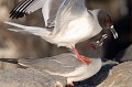(Creagrus furcatus) Mouettes à queue fourchue. mouette,queue,fourchue,galapagos,equateur. 