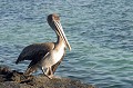 (Pelecanus occidentalis) pelican,brun,galapagos,equateur. 