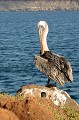 (Pelecanus occidentalis) pelican,brun,galapagos,equateur. 